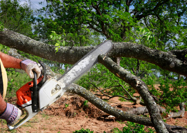  Canterwood, WA Tree Services Pros